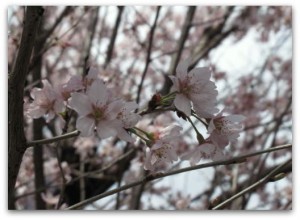 urawa-sakura201603