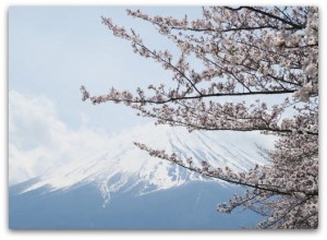 sakurafuji201604