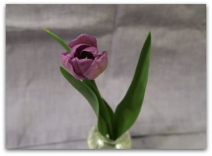 tulip201604
