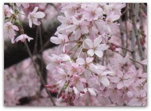 urawa-sakura201604