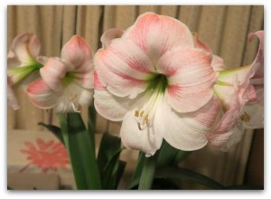 Amaryllis3-201605