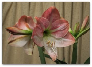 amaryllis201605