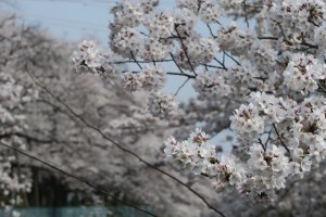 sakura201803