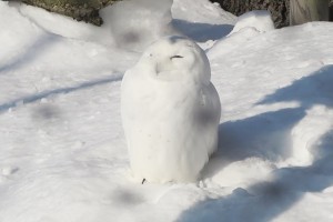 SnowyOwl201901