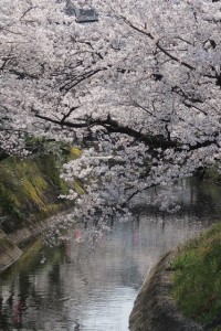 sakuras201904