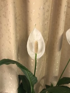 Anthurium201905