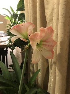 amaryllis201905