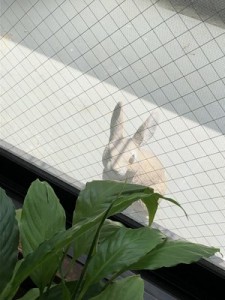 rabbit202008