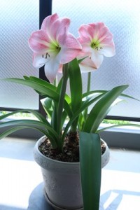 amaryllis202105