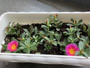 portulaca202106