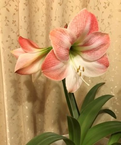 amaryllis202205